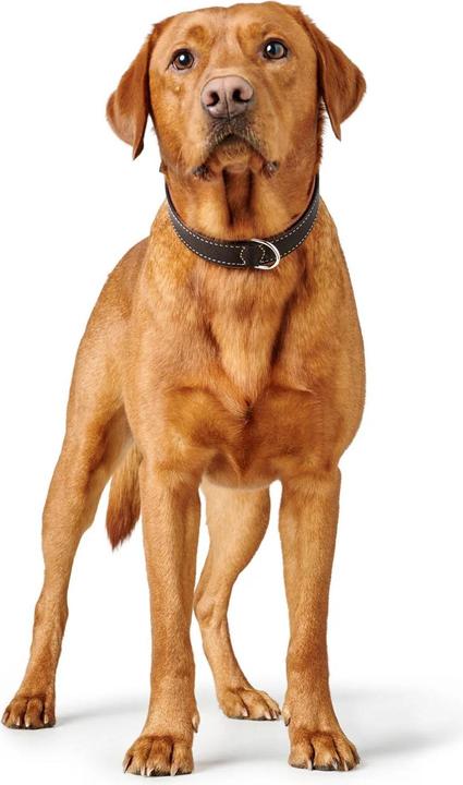 Image du produit Hunter Collier Canadian Up pour chiens Noir S/M (S, M, Chien, Sport canin)