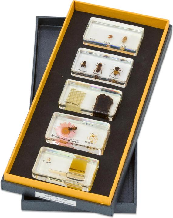 Produktbild Betzold Lebenszyklus Honigbiene, Kunstglasblöcke
