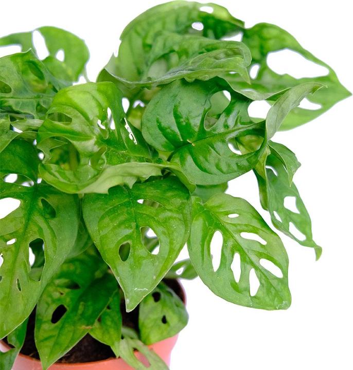 Produktbild VEG and the City Jaco (Schiefes Fensterblatt - Monstera adansonii 'Monkey Leaf') (20 cm)