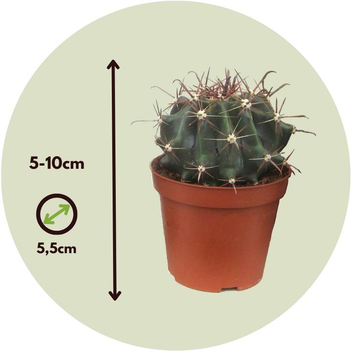 Actual product image Plant in a Box Cactus - Echinocactus - 6er Cactus Mix Echinopsis (7 cm)