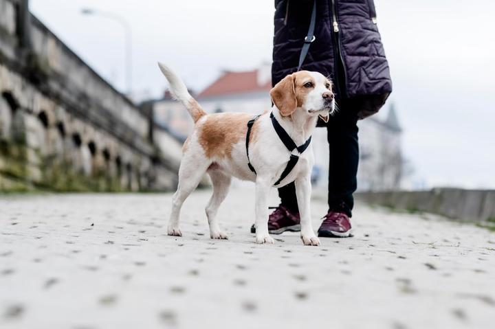 Produktbild Chaba CH-GURTSCHUTZ M (P)25-40 (T)35-55X2CM SCHWARZ 5066 (M, Hund, Spazieren, Allgemein)