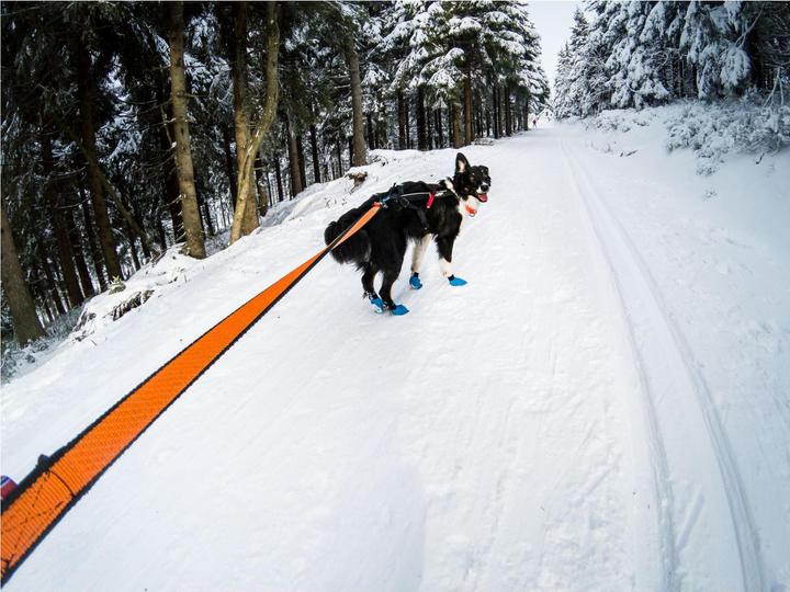 Actual product image Non-Stop Dogwear Bungee (M, Dog, Jogging)