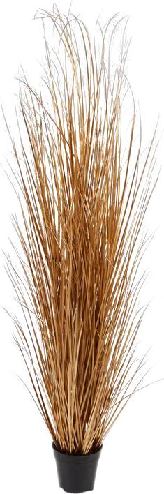 Produktbild Edg Schilfgras Gold H: 150 cm (150 cm)