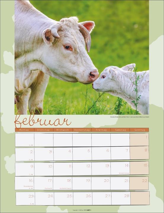 Actual product image Kuh Kalender 2026 (30 x 39 cm, German)