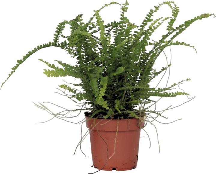 Image du produit Plant in a Box Nephrolepis Duffii - (25 cm, Respectueux des animaux)
