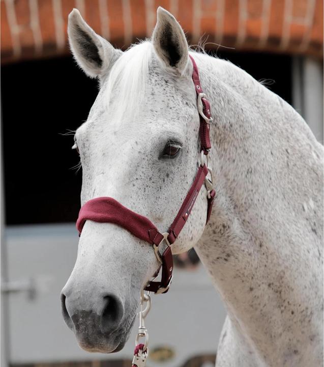 Premier Equine Halfter mit Fleeceeinsatz