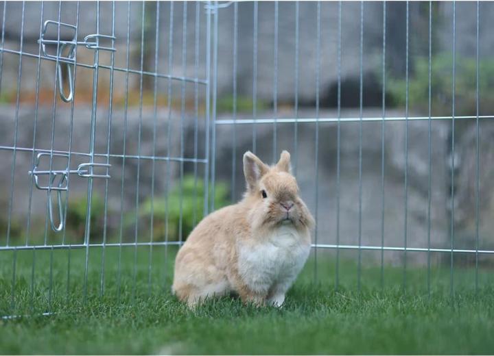 Actual product image Kerbl Outdoor enclosure for rodents and poultry