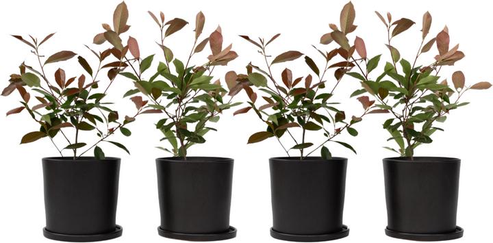 Produktbild Plant in a Box Photinia fraseri Red Robin - 4er Set Glanzmispel Pflanze (30 cm)