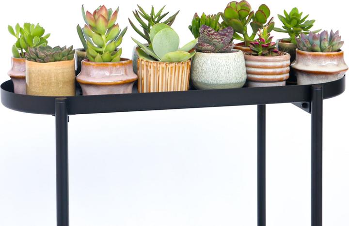 Actual product image Plant in a Box Succulents - Echeveria Crassula - Mix of 6 succulents (5 cm)