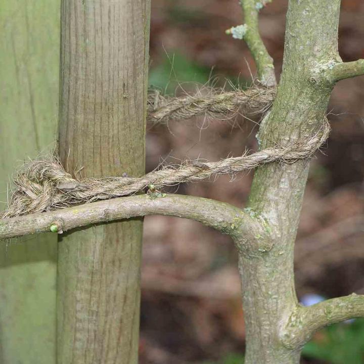Actual product image Siena Garden Rope (10000 cm, 0.70 cm)