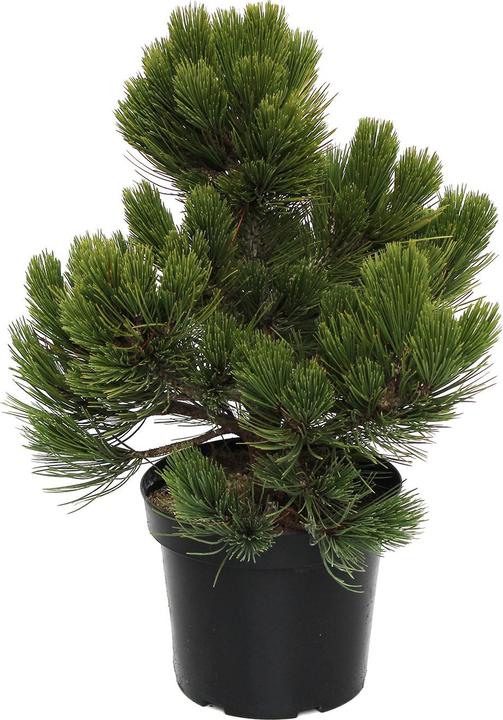 Actual product image Zulauf Zwerg-Schlangenhaut-Kiefer / Pinus heldrei. 'Compact Gem' (40 cm)