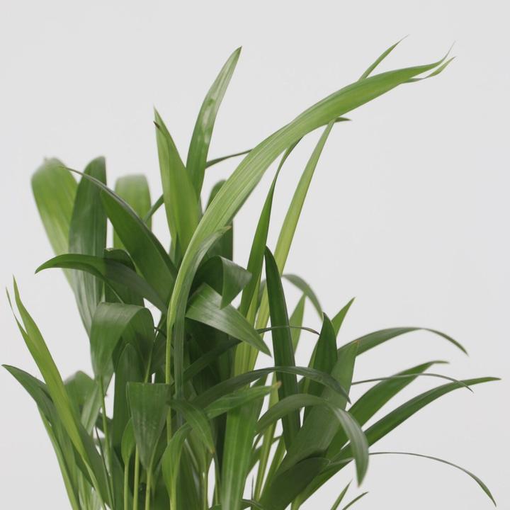 Actual product image Plant in a Box Areca, Chamaedorea, Yucca - 3 mix mini palm tree (25 cm)