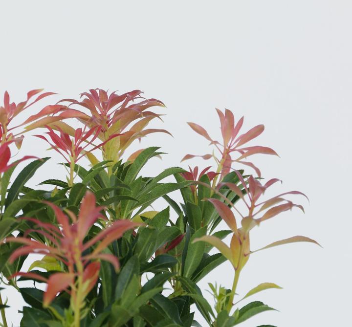 Produktbild Plant in a Box Pieris 'Forest Flame' - 2er Set Schattenglöckchen (25 cm)