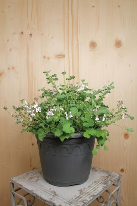 Actual product image Säntispracht The Scented Geranium with Essential Aromas - Pelargonium hybrida (60 cm)