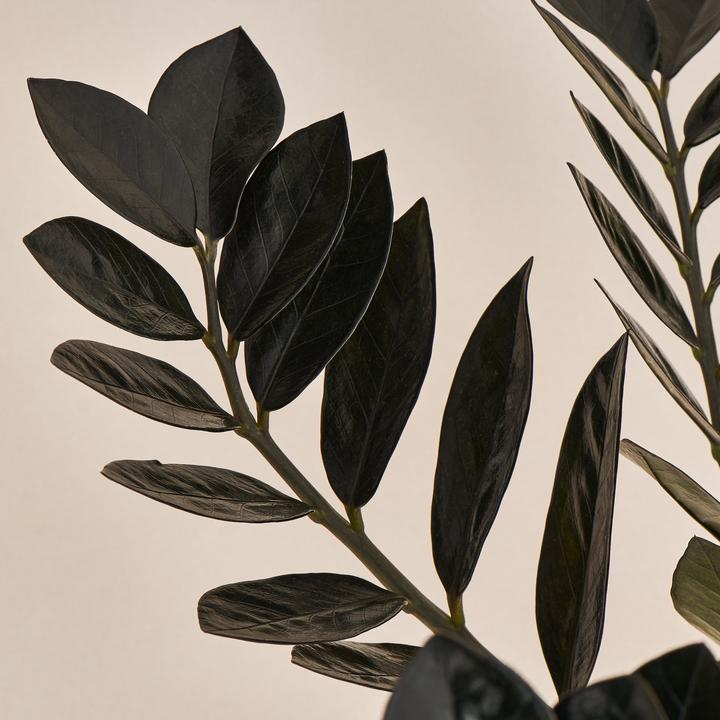 Immagine prodotto Mary and Plants Corvo di Zamioculcas (60 cm)