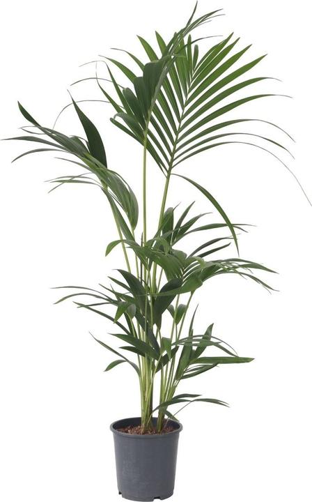 Produktbild Plant in a Box Howea Forsteriana - Kentia Palme (100 cm)