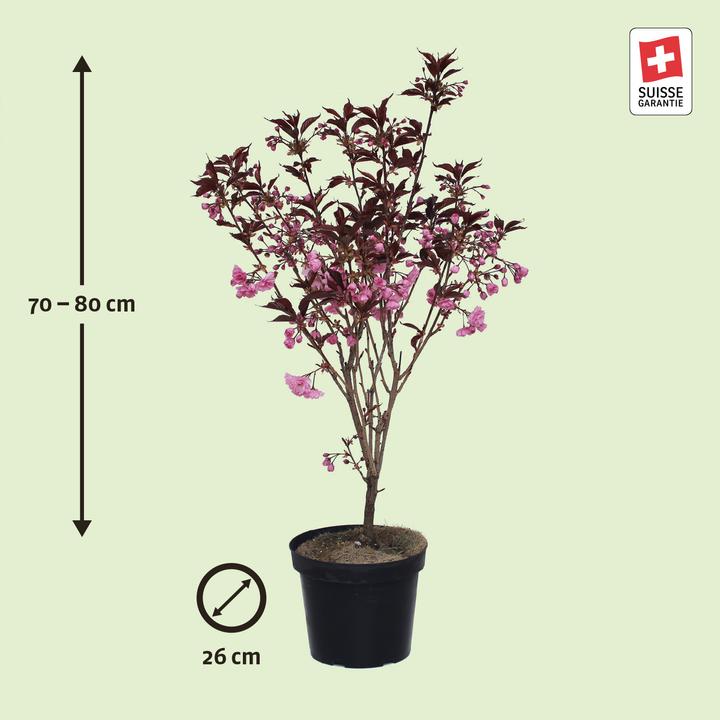 Image du produit Zulauf Jap. Nelken-Kirsche / Prunus serr. 'Royal Burgundy' (80 cm)