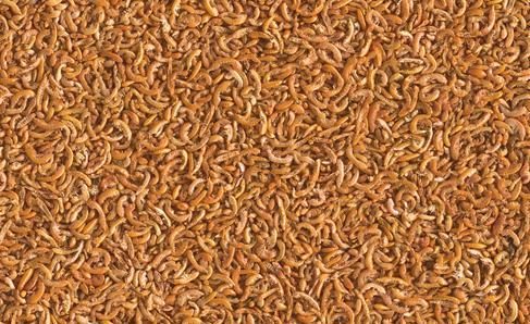 Immagine prodotto Tetra ReptoMin Menu 250ml (6 x, 0.05 kg)