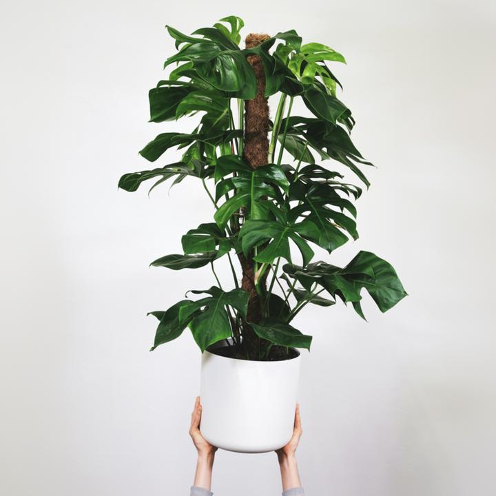 Actual product image Plant in a Box Monstera Monkey Mask - Monkey mask plant on a stick (60 cm)