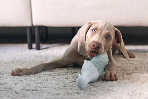 Immagine prodotto Beeztees Giocattolo per cani Flatino cucciolo (Peluche)