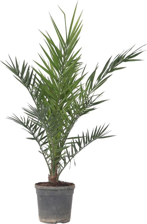 Produktbild Plant in a Box Phoenix canariensis - Kanarische Dattelpalme (80 cm)
