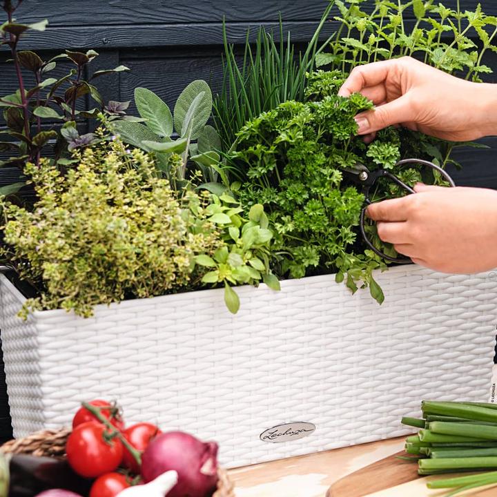 Immagine prodotto Lechuza Balconera Cottage (19 cm)
