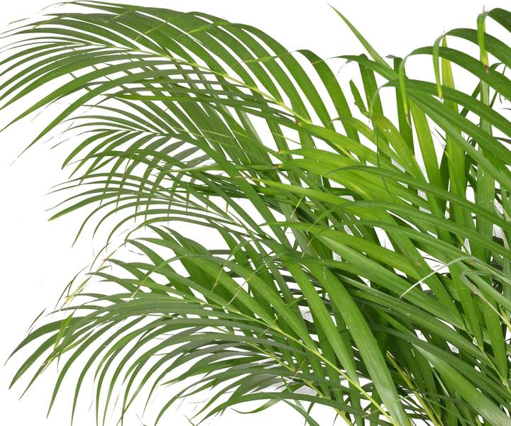 Produktbild Flowerbox Goldfruchtpalme - Areca Dypsis Lutescens (150 cm)