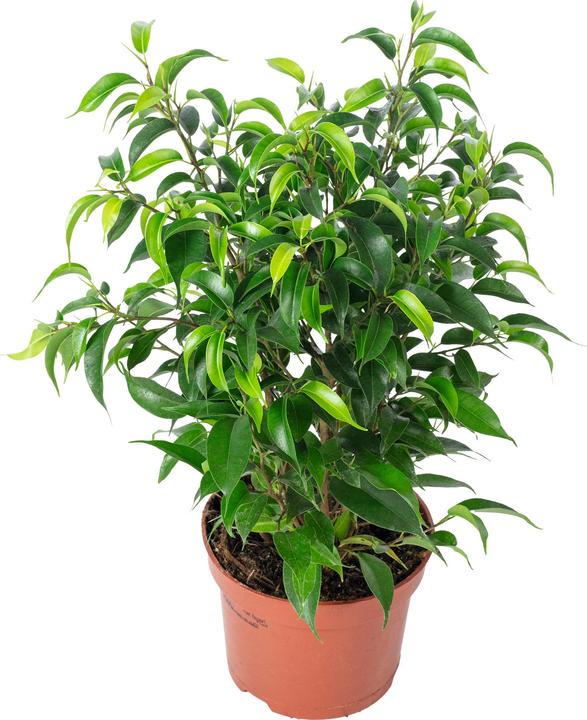 Actual product image Flowerbox Benjamin fig Natasja branched - height ca. 30 cm, pot-Ø 12 cm - Ficus benjamini (30 cm)