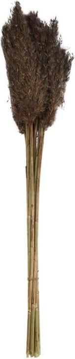 Dijk Tube de pieu - Arundo donax (Fleurs séchées)