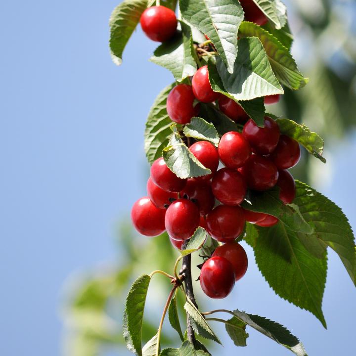 Produktbild Plant in a Box Malus 'Braeburn', Prunus avium, Pyrus 'Doyenne du Comice', Prunus domestica - 4er Mischung Obstbäum (70 cm)