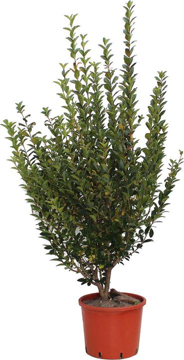 Produktbild Zulauf Ovalblättriger Liguster / Ligustrum ovalifolium (150 cm)