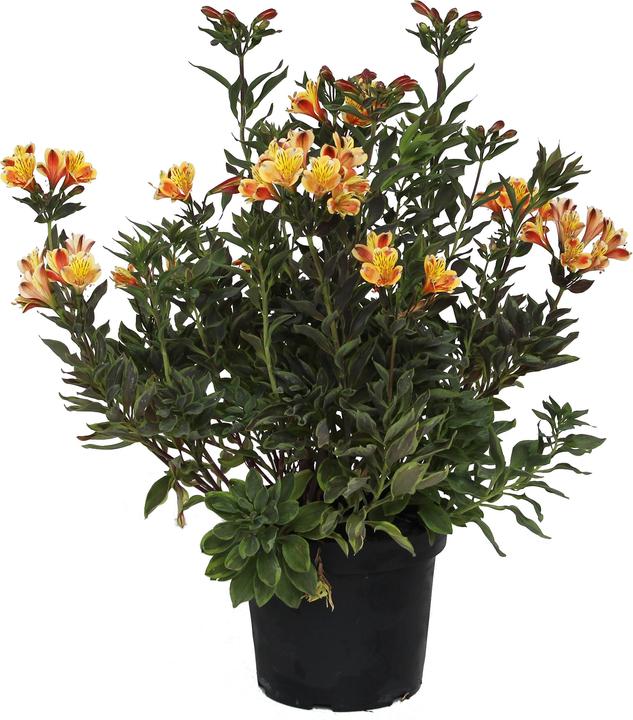 Produktbild Zulauf Alstroemeria 'Summer Breeze'® / Inkalilie 'Summer Breeze' ® (50 cm)