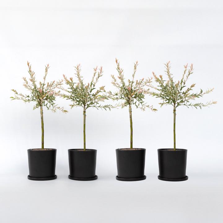 Actual product image Plant in a Box Salix integra 'Flamingo' - Set of 4 Loosestrife (60 cm)
