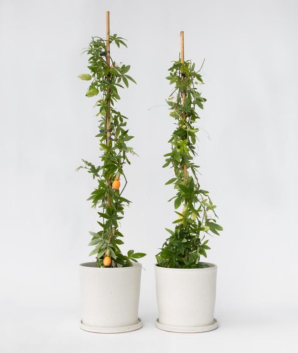 Produktbild Plant in a Box Passiflora caerulea - 2er-Set Passionsblume (110 cm)