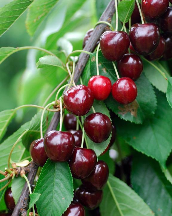 Produktbild Boum Zwerg Kirschbaum "Julia"