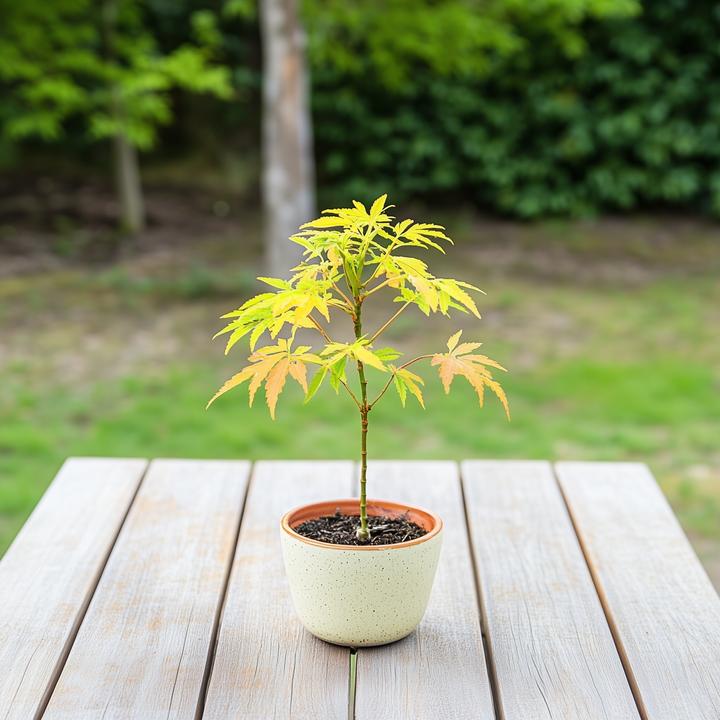 Image du produit Plant in a Box Acer palmatum 'Orange Dream' - Érable à feuilles d'or (25 cm)