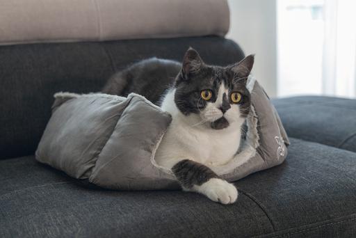 Produktbild Beeztees Baboo (Katze)