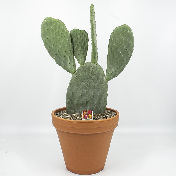 Produktbild Kakteen Gautschi Opuntia essbare Früchte Einzelblatt (40 cm)