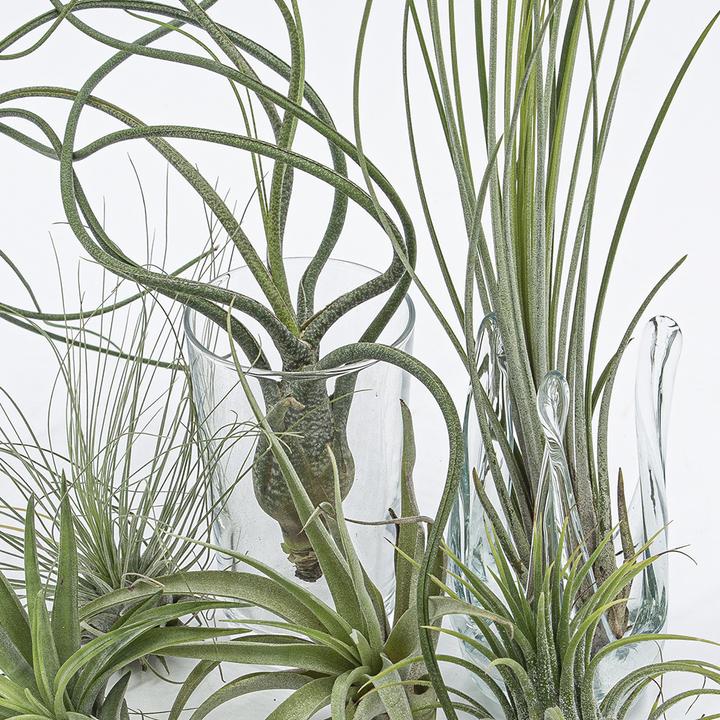 Produktbild Kakteen Gautschi Tillandsia-Set 2 (25 cm)