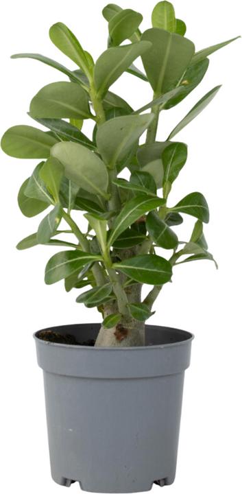 Actual product image Plant in a Box Adenium Obesum - Desert Rose (25 cm)