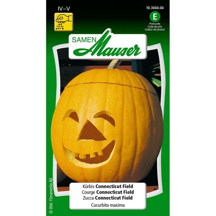 Image du produit Samen Mauser Citrouille du Connecticut (Graines de légumes)
