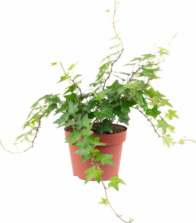 Actual product image Flowerbox Gemeiner Efeu- Hedera helix (20 cm)