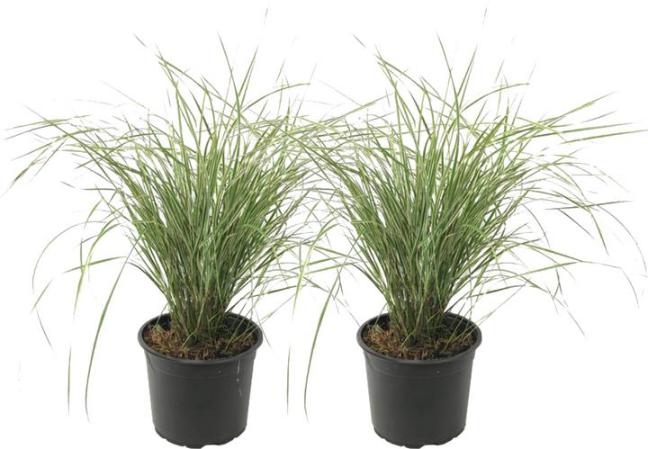 Produktbild Plant in a Box Calamagrostis acutiflora x 'Overdam' - 2er Set Straussgras (20 cm)