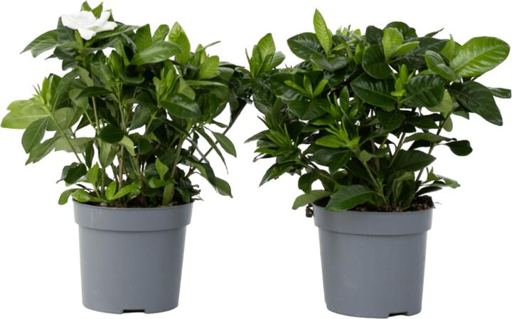 Produktbild Plant in a Box Gardenia Jasminoides (20 cm)