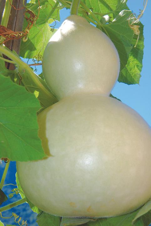 Produktbild Zollinger Bio Kalebasse
