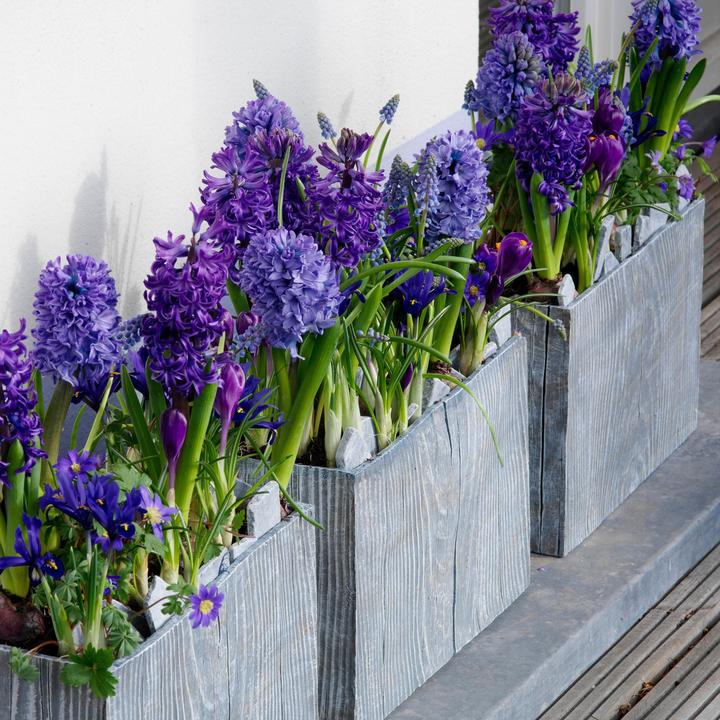 Actual product image Plant in a Box Hyacinthus Blue Trophy - set of 15 hyacinth bulbs (30 cm)