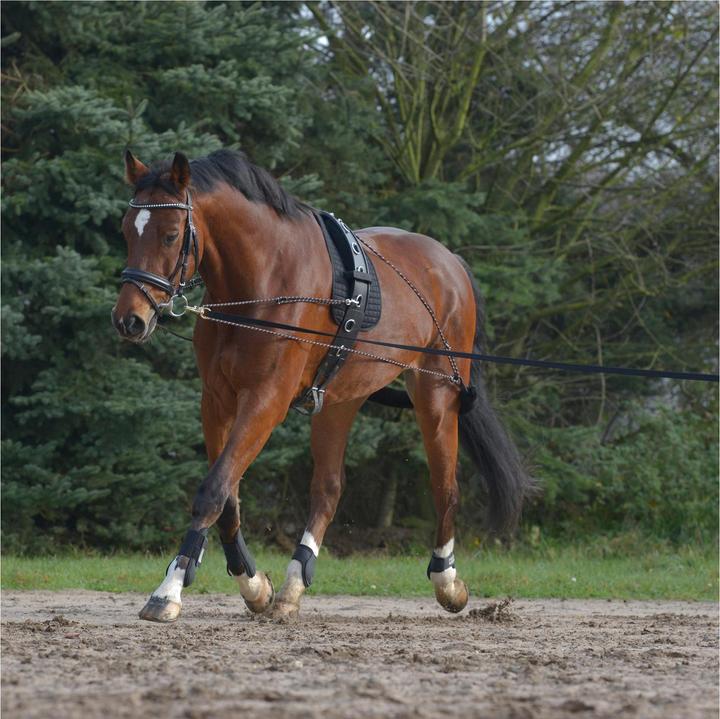 Actual product image Waldhausen Lunging system