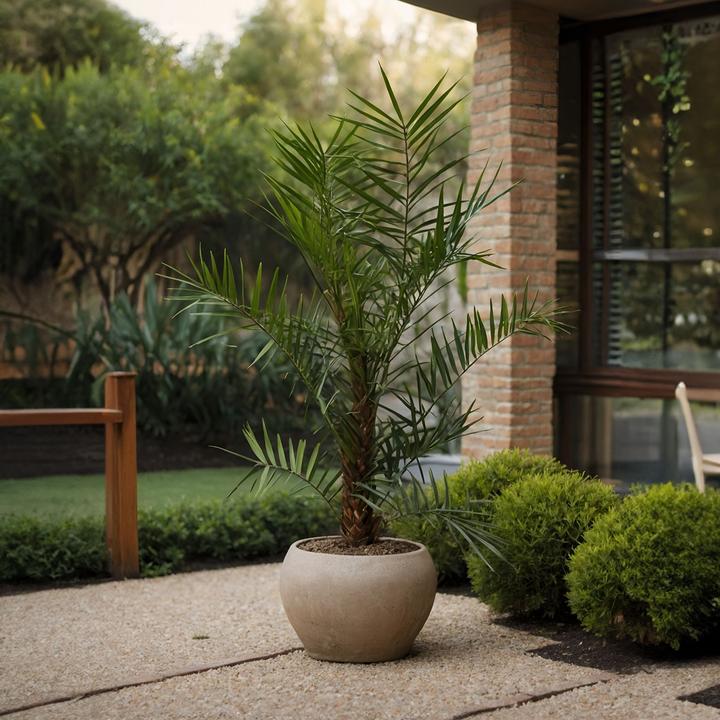 Actual product image Plant in a Box Phoenix canariensis (80 cm)