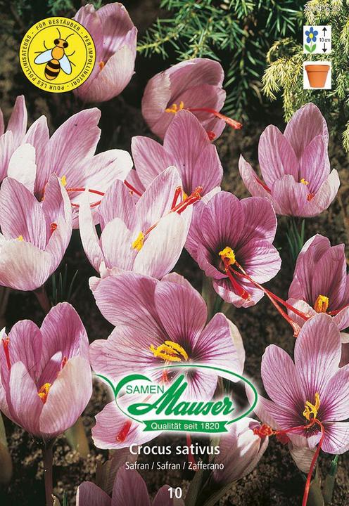 Samen Mauser Crocus sativus saffron, 10 tubers (Plant seeds)