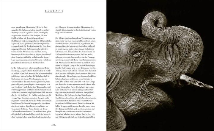 Produktbild Die Seele der Tiere. Gesichter. Gefühle. Geschichten (Deutsch, Sabine Remy-Schwabenthan, 2023)